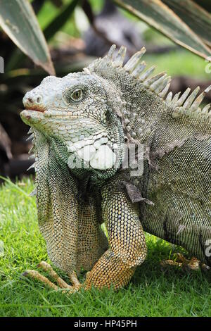 Iguana Iguana Park, Guayaquil Stockfoto