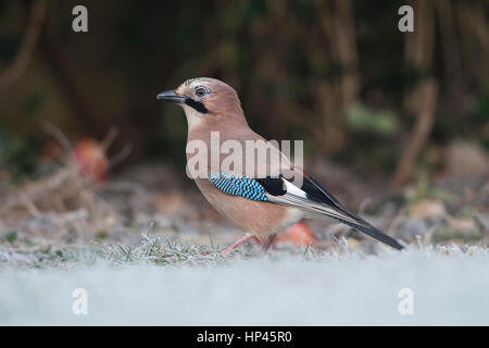 Ein Eichelhäher (Garrulus Glandarius) auf der Suche nach Nahrung auf Frsoty Boden, Hastings, East Sussex, UK Stockfoto