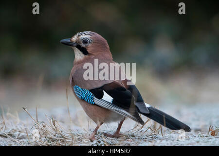 Ein Eichelhäher (Garrulus Glandarius) auf der Suche nach Nahrung auf Frsoty Boden, Hastings, East Sussex, UK Stockfoto