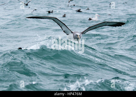Salvin Mollymawk Landung auf den Wellen des Pazifischen Ozeans in der Nähe der Küste von Kaikoura in Neuseeland.  Ein Salvin-Albatros Landet Auf Den Wellen des Stockfoto