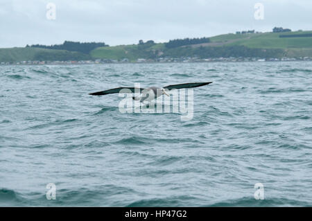 Salvin Mollymawk Landung auf den Wellen des Pazifischen Ozeans in der Nähe der Küste von Kaikoura in Neuseeland.  Ein Salvin-Albatros Landet Auf Den Wellen des Stockfoto