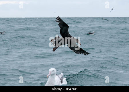 Nördlichen Giant Petrel Landung auf den Pazifischen Ozean in der Nähe der Küste von Kaikoura in Canterbury in Neuseeland. Diese Art hat eine Spannweite von zwei Metern Stockfoto