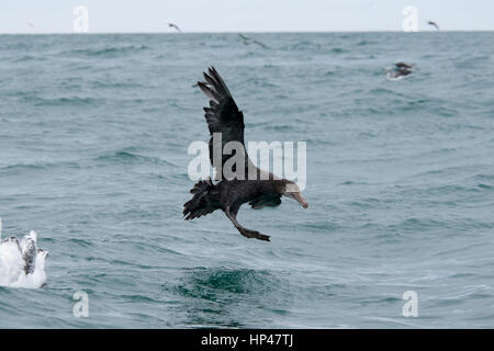 Nördlichen Giant Petrel Landung auf den Pazifischen Ozean in der Nähe der Küste von Kaikoura in Canterbury in Neuseeland. Diese Art hat eine Spannweite von zwei Metern Stockfoto