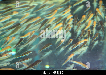 Schule des Fisches für Fuß peeling im Aquarium, Thailand Stockfoto