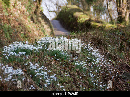 Tal vor den Toren WheddonCross auf Exmoor, die vermutlich mit Schneeglöckchen von Mönchen vor vielen Jahrhunderten nun einen Teppich von Galanthus gepflanzt worden sein. Stockfoto