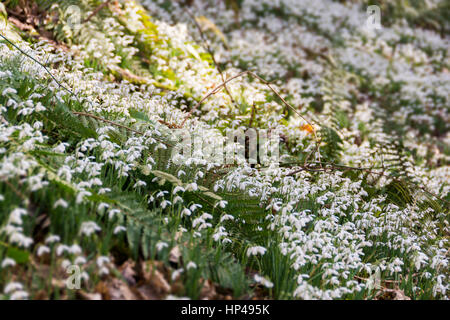 Tal vor den Toren WheddonCross auf Exmoor, die vermutlich mit Schneeglöckchen von Mönchen vor vielen Jahrhunderten nun einen Teppich von Galanthus gepflanzt worden sein. Stockfoto