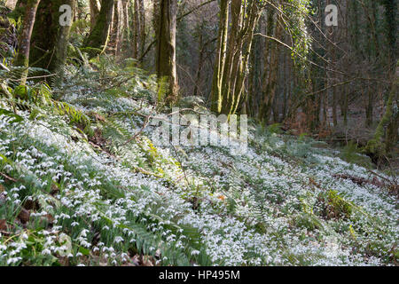 Tal vor den Toren WheddonCross auf Exmoor, die vermutlich mit Schneeglöckchen von Mönchen vor vielen Jahrhunderten nun einen Teppich von Galanthus gepflanzt worden sein. Stockfoto