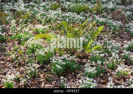 Tal vor den Toren WheddonCross auf Exmoor, die vermutlich mit Schneeglöckchen von Mönchen vor vielen Jahrhunderten nun einen Teppich von Galanthus gepflanzt worden sein. Stockfoto