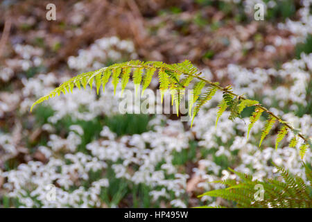 Tal vor den Toren WheddonCross auf Exmoor, die vermutlich mit Schneeglöckchen von Mönchen vor vielen Jahrhunderten nun einen Teppich von Galanthus gepflanzt worden sein. Stockfoto