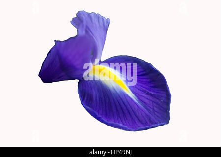 eine blaue Iris auf weißem Hintergrund, isoliert Stockfoto