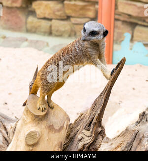 Ein Erdmännchen stehen Wache auf einem Baumstumpf in Tropenwelt Stockfoto