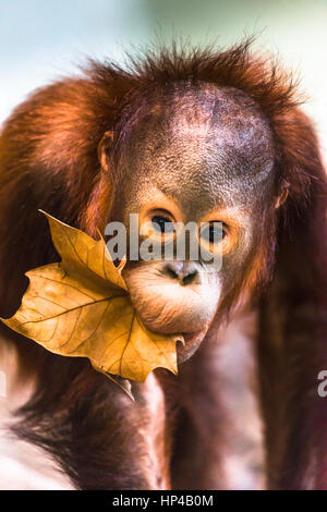 Niedliche Baby Orangutan spielen. Stockfoto