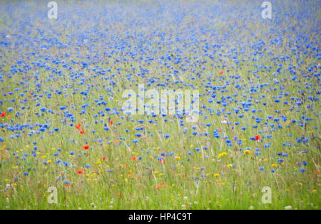Blaue Kornblume Wiese mit roten Mohnblumen Stockfoto
