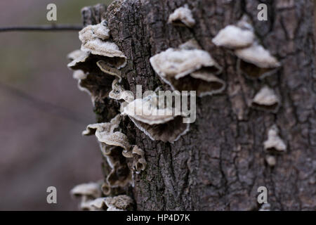 Pilze auf dem Stamm Stockfoto