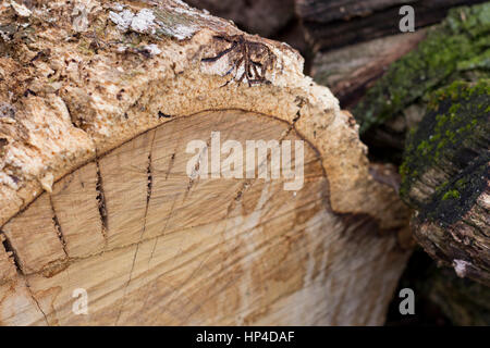 Moos auf Rinde Stockfoto