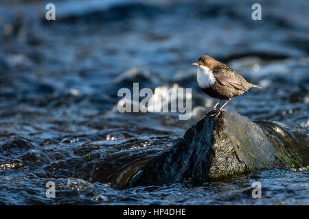 Weiße-throated Wasseramsel (Cinclus Cinclus) ist eine aquatische Sperlingsvögel Vogeljagd von einem Felsen in den Stream mit einem defokussierten Hintergrund Stockfoto