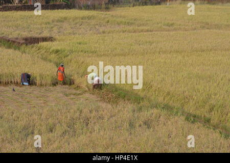 Goa, Indien - 23. Oktober 2015 - Familienmitglieder arbeiten mit ihren Händen auf Feldern in Goa, Indien. Stockfoto