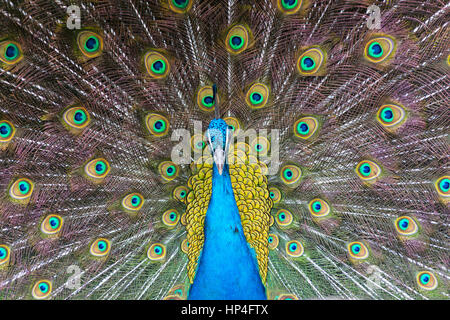 Indische blaue Pfau Anzeige Gefieder in der Paarung Ritual gesehen im Zoo von Barcelona, Spanien. Stockfoto