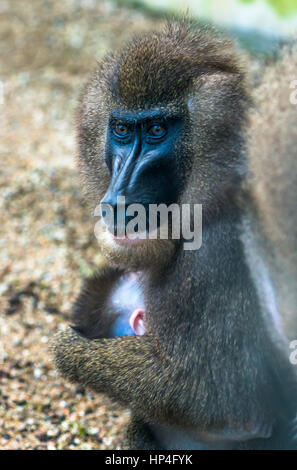Mutter und Baby Drill Affen. Stockfoto