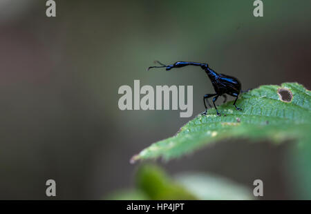 Eine männliche Giraffe Rüsselkäfer im Regenwald von Madagaskar. Stockfoto