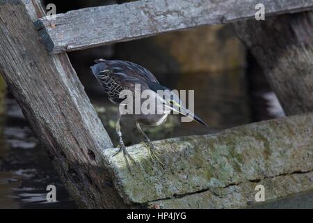 Gestreift (kleine) Heron - Butorides Striata - auf einer hölzernen Stufe, mit Blick auf Wasser entlang der Küste von George Town, Malaysia. Stockfoto