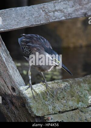 Gestreift (kleine) Heron - Butorides Striata - auf einer hölzernen Stufe, mit Blick auf Wasser entlang der Küste von George Town, Malaysia. Stockfoto