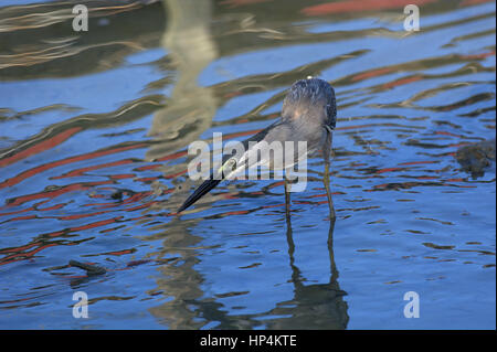 Gerastert (kleine) Reiher - Butorides Striata - stehen im flachen Wasser mit bunten Reflexionen und Muster auf die Wellen. Asien-Vogelbeobachtung. Stockfoto