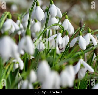 Schneeglöckchen Stockfoto