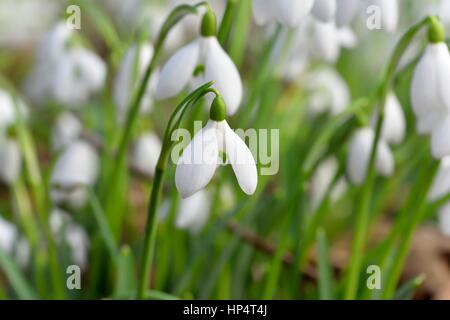 Schneeglöckchen Stockfoto