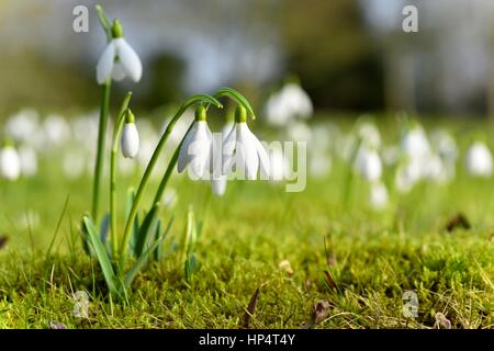 Schneeglöckchen Stockfoto
