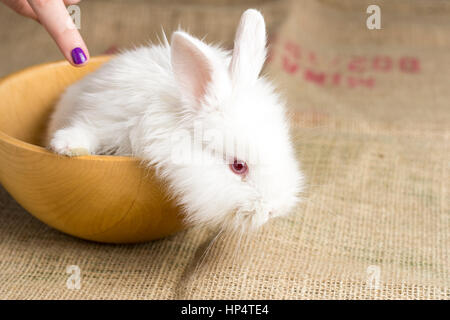 Weiße Kaninchen auf Sackleinen Textur Hintergrund. Süße rote-Augen-Hase