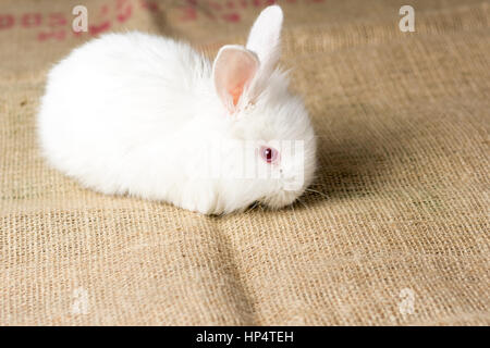 Weiße Kaninchen auf Sackleinen Textur Hintergrund. Süße rote-Augen-Hase