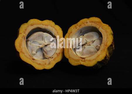 Kakaofrucht und Saatgut Stockfoto