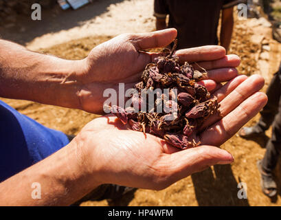 Mann mit schwarzer Kardamom (Amomum Subulatum) Schoten im ländlichen Nepal Stockfoto