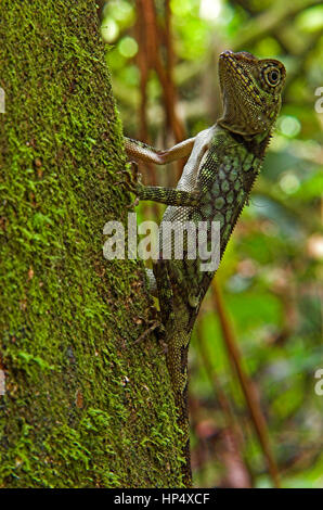 Aphaniotis (Eidechse) Ona branch Stockfoto