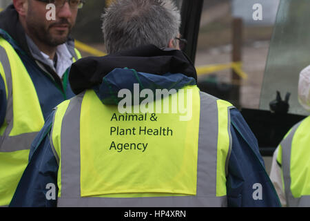 Defra Beamten Umgang mit einem Ausbruch der Vogelgrippe H5N8 in der Nähe von Boston Lincolnshire Bild Tim Scrivener 07850 303986 tim@agriphoto.com... .covering Landwirtschaft in Großbritannien... Stockfoto