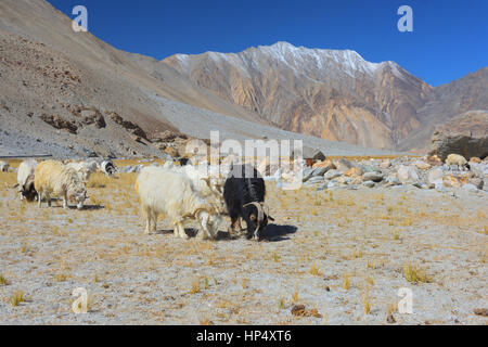 Bergziegen in trockenen Landschaft Weiden Stockfoto