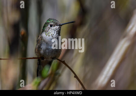 Eine hübsche Frau Hummingbird thront auf einem Baum Stockfoto