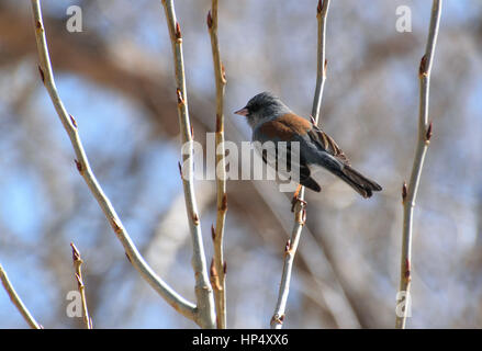 Ein ziemlich dunkel-eyed Junco im Winter Stockfoto