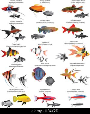 Sammlung von verschiedenen Arten von Süßwasserfischen Stock Vektor