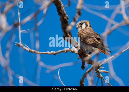 Eine schöne Männliche amerikanische Kestrel thront auf einem Ast Stockfoto