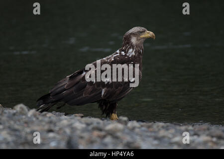 Eine junge/Unreife Weißkopfseeadler an einem felsigen Strand Stockfoto