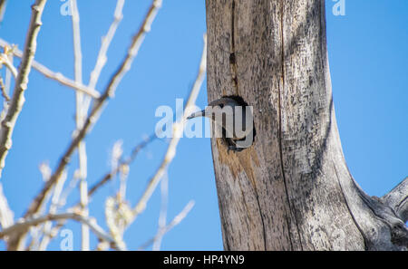 Eine nördliche Flimmern Peeking aus dem Nest Stockfoto