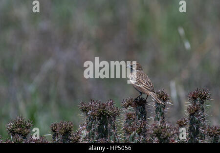 Ein Black-throated Sparrow thront auf einem Kaktus Stockfoto