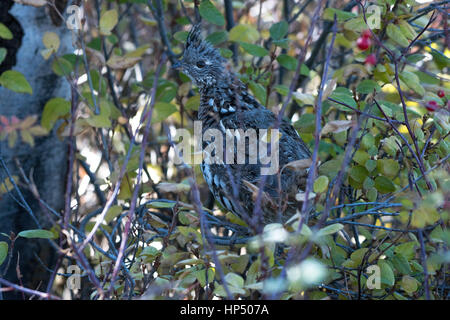 Eine Vari Grouse in einem Gebüsch Dickicht Stockfoto