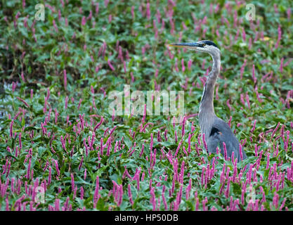 Ein Great Blue Heron unter den Blumen Stockfoto