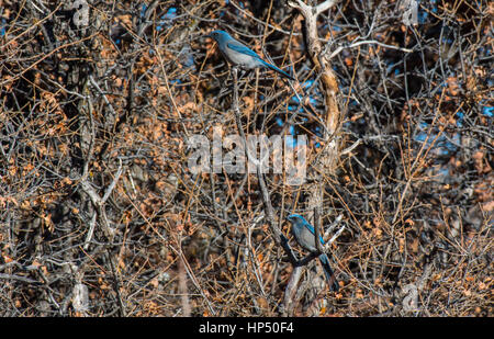 Ein Woodhouse scrub jay Paar in der Oakbrush Stockfoto