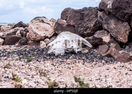 Schaf Schädel Gran Canaria Stockfoto