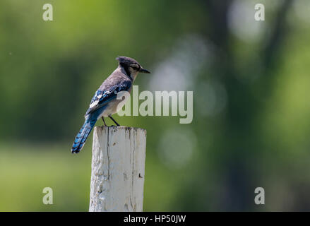 Eine hübsche Blue Jay thront auf einem Zaunpfosten Stockfoto