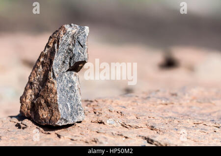 Schaf Schädel Gran Canaria Stockfoto